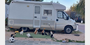15 Katzen warten auf Futter, eine futtert schon. Ein Stellplatz auf dem Campingplatz. 14.02.2024