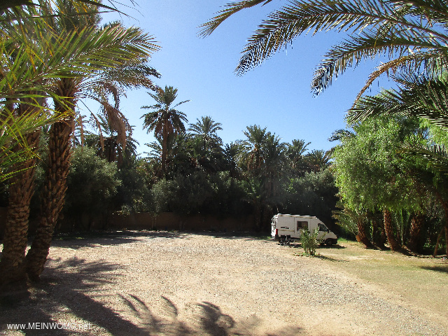  Pitch onder de palmbomen