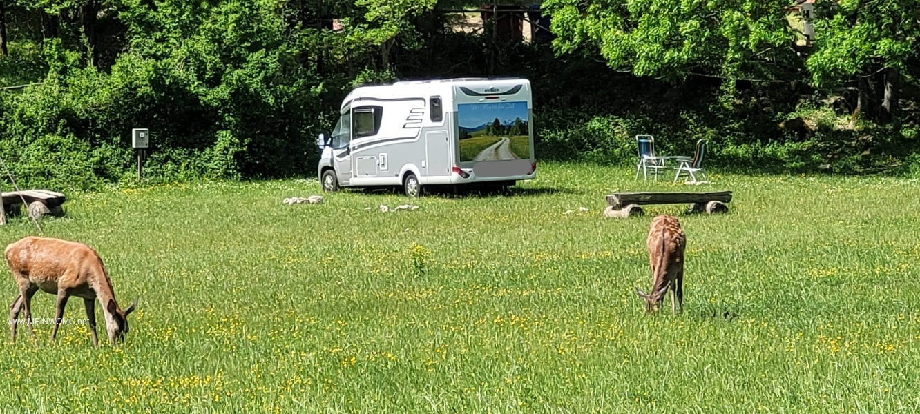 sogar die Hirsche kommen tagsber auf den Campingplatz, ein Erlebnis! 