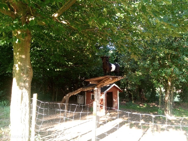  Goats and sheep in the enclosure.