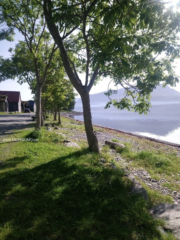 Pitches along the line of trees, all with a view of the fjord@