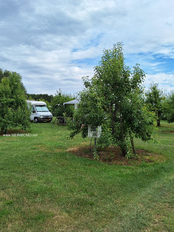 De staanplaatsen liggen in een boomgaard met peren en appelbomen