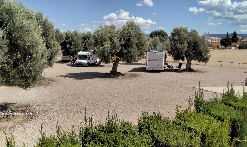 Die Stellpltze unter Olivenbumen. Sehr idyllisch, ruhig und gepflegt