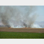 3 - abgeerntete Getreidefelder an der D 400 zwischen Sanliurfa und Mardin werden abgebrannt