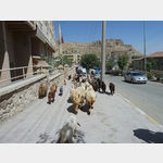 28 - Ziegenherde in Mardin