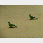 Papageien im Park Genoves in Cadiz