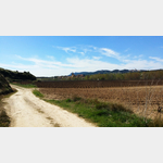 Blick auf Brinas von Osten im Weinanbaugebiet bei Haro