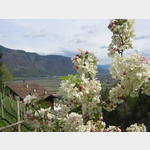 Apfelblte bei Meran                                                          , 39020 Marling Bozen, Italien