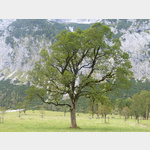 Alter Ahornbaum im Naturschutzgebiet Karwendel