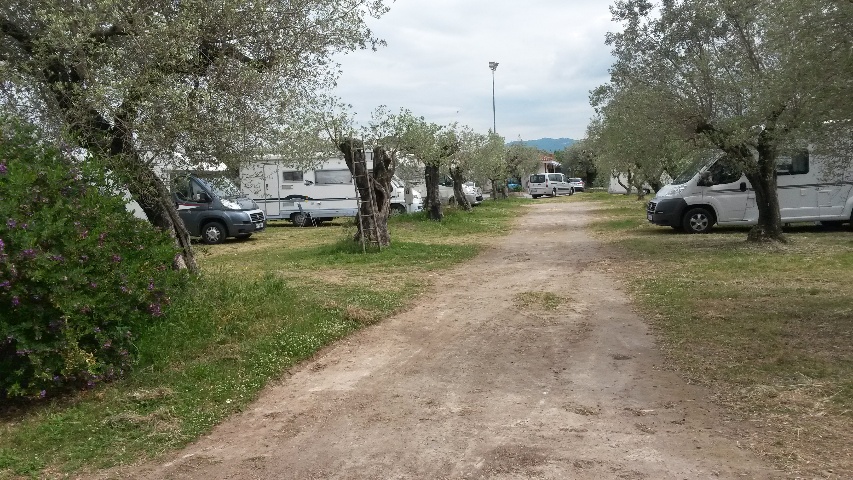  Plots under olive trees
