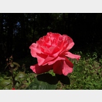 Eine Rose als Sinnbild Mariens blht an der Lourdesgrotte von Buttlar