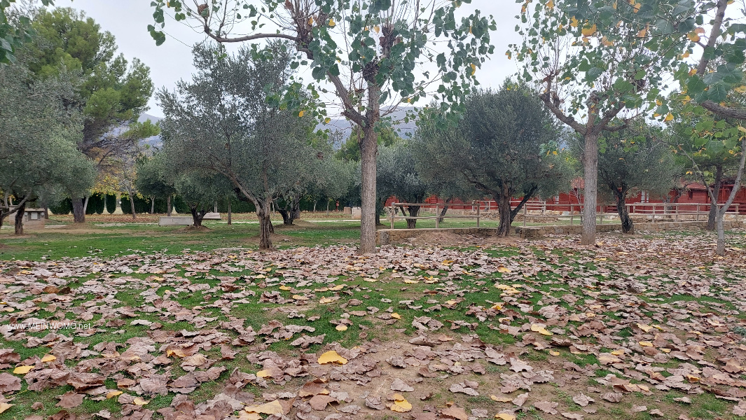 Pltze unter Olivenbumen