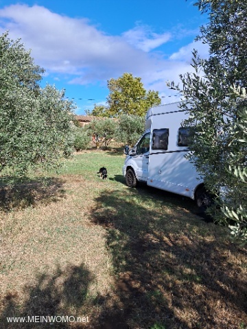 Parkeerplaats in de olijfgaard