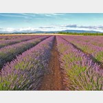 Lavendelfeld bei Valensole Frankreich, Route de Riez, 04210 Valensole, Frankreich