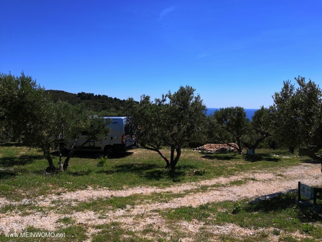  Pitch in the olive grove
