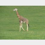 01020367-Giraffe