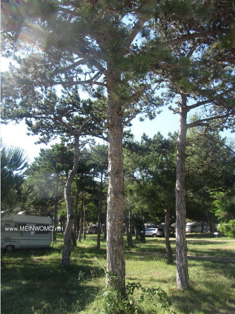  Camping Dalmatija Privlaka parking sous les pins pin +