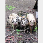 kleinwchsige Schweine in Cigoc