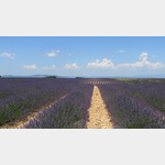 Lavendel auf dem Plateau de Valensole