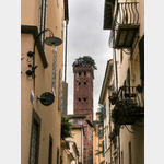 Lucca, Torre Guinigi, ein mit Eichen bewachsener Turm aus dem Mittelalter