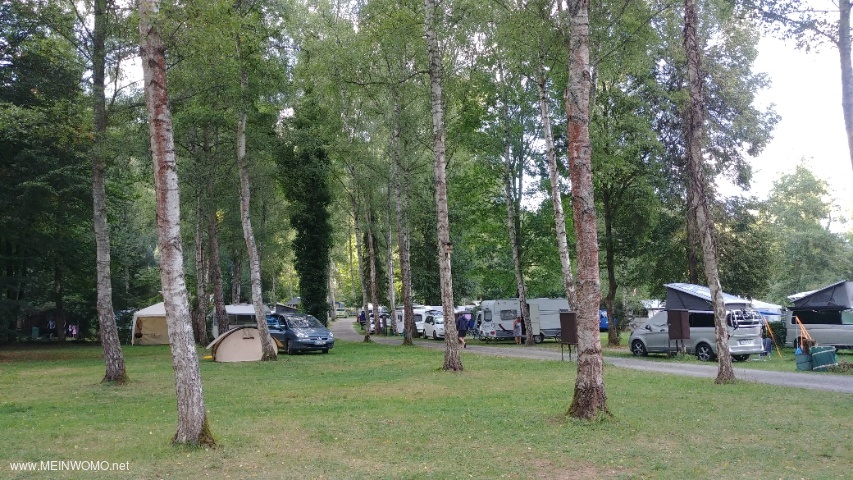 Places de parking sans dmarcation sous des arbres clairs
