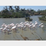 Flamingos und Reiher