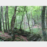 Mystischer Wald am Wanderweg von Echternach nach Berdorf