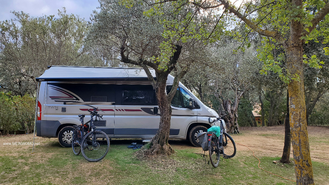 Parking space under olive trees