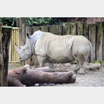 Nashorn im Zoo Mnster