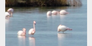 Flamingos (2014)