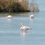 Flamingos (2014)