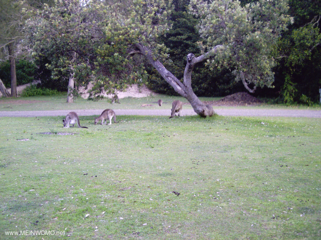  Kangaroos op het veld