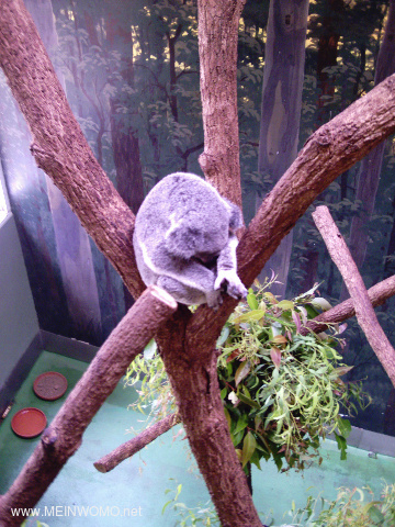 Innenraum des Daisy Hill Koala Centers