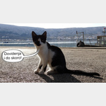 Die Katze am Hafen in Pag bedankt sich fr den Besuch und wnscht eine gute Heimreise