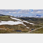 Hier im Dovrefjell-Sundalsfjella-Nationalpark leben die letzten Moschusochsen Europas