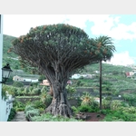 1.000-jhriger Drachenbaum