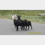neugierige Schafe unterwegs
