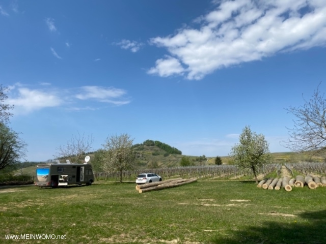 In the front of the meadow there are now a few fruit trees