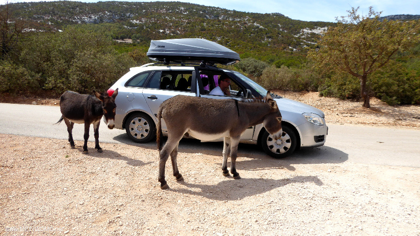  Pas op voor free-roaming ezels