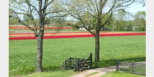 Blick auf Tulpenfelder