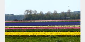 Tulpenfelder