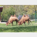 Kamele im Opel Zoo 
