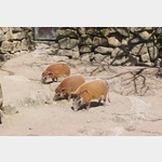 Pinselohr Schweine im Opel Zoo 