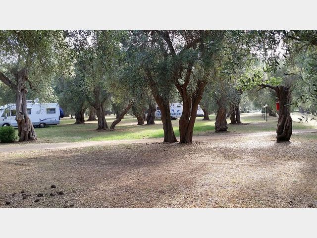  Terrains de camping sous les oliviers avec des branches partiellement infrieurs.
