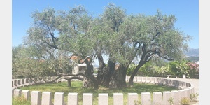 Alter Olivenbaum.
