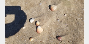 Auf Sardinien eher selten, groe Muscheln auf dem Strand.