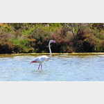 Flamingo im Stagno di Porto Botte
