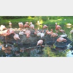 Flamingos im Cottbuser Zoo.