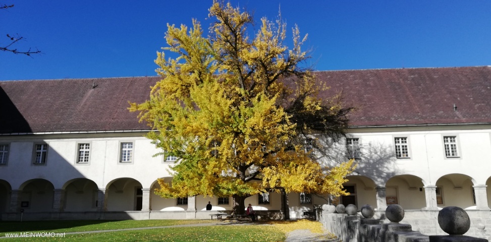  Gingko tree on the grounds of the Kremsmnster Abbey