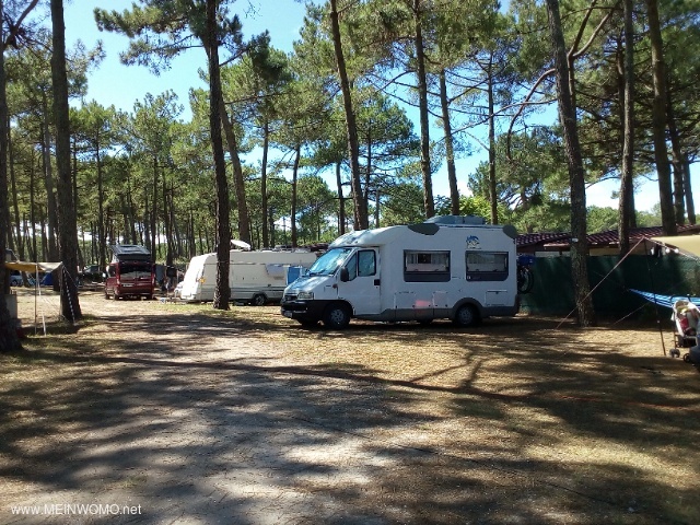  Camping in the fragrant pine forest.   